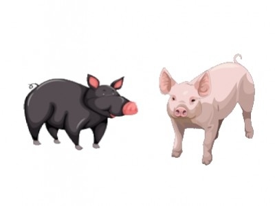 What are the differences between the Iberian pig and the white pig?