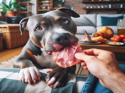¿Puede mi perro comer jamón serrano?