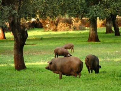 Qué son las Dehesas - Cerdos Ibéricos
