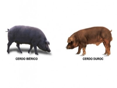How to know if a Serrano ham is of Duroc breed