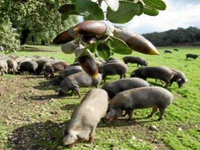 What Iberian pigs eat?