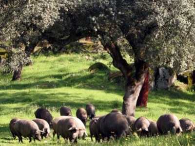 The influence of climate on Iberian ham